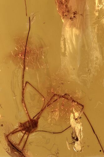 Detailed Fossil Daddy Long-Leg and True Midge in Baltic Amber #270582